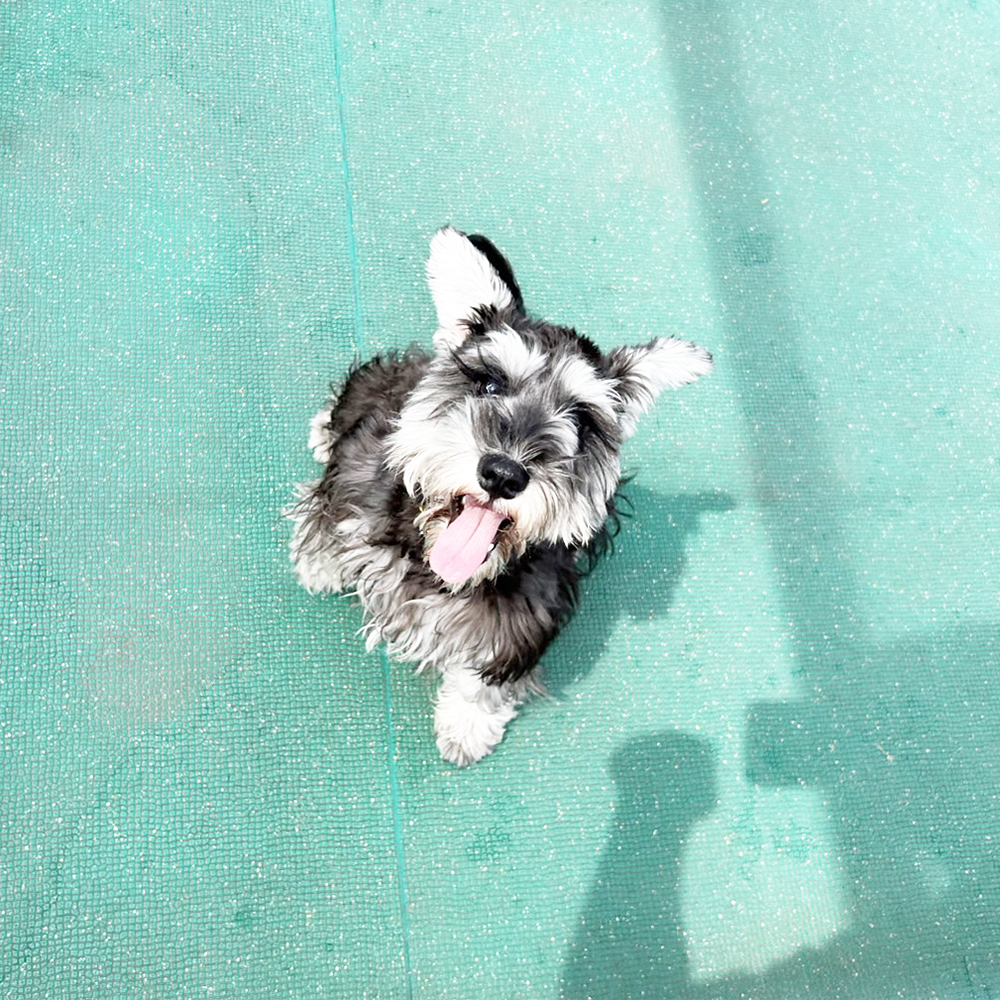 生徒が撮影してくれたモデル犬☆②